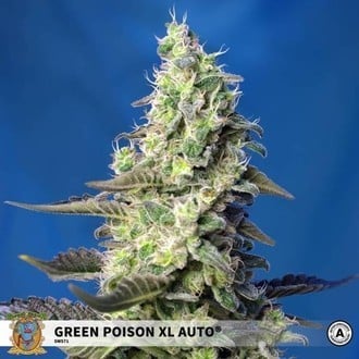 Green Poison XL Auto (Sweet Seeds) feminizada