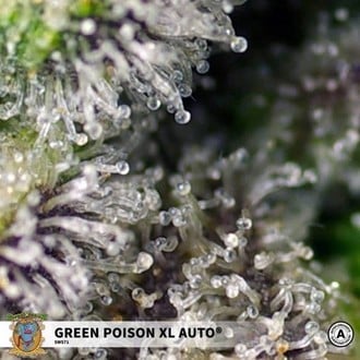 Green Poison XL Auto (Sweet Seeds) feminizada