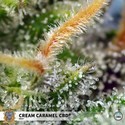 Cream Caramel CBD (Sweet Seeds) Feminizada