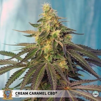 Cream Caramel CBD (Sweet Seeds) Feminizada
