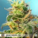 Cream Caramel CBD (Sweet Seeds) Feminizada