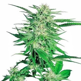 Big Bud (Sensi Seeds) feminizada