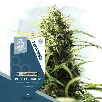 CBD Fix Automatic (Zamnesia Seeds) feminizada