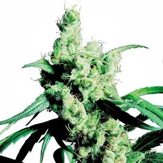 Silver Haze (Sensi Seeds) feminizada