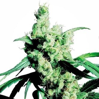 Silver Haze (Sensi Seeds) feminizada