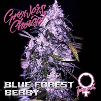 Blue Forest Berry (Growers Choice) feminizada