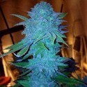 Blue Forest Berry (Growers Choice) feminizada