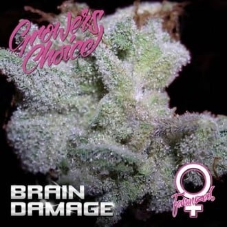 Brain Damage (Growers Choice) feminizada