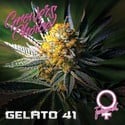 Gelato 41 (Growers Choice) feminizada