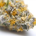 Gelato 41 (Growers Choice) feminizada