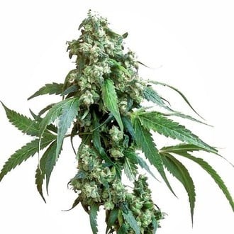 Jack Flash 5 (Sensi Seeds) feminizada