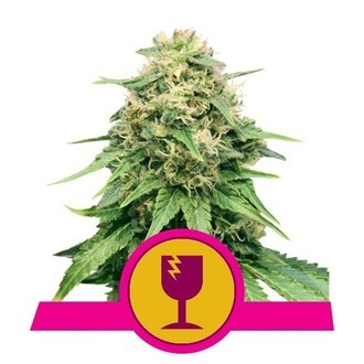 Royal Queen Seeds Gratis Feminizada