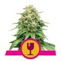 Royal Queen Seeds Gratis Feminizada