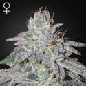 Franco's Lemon Cheese (Greenhouse Seeds) Feminizada