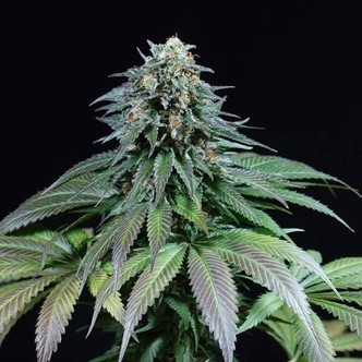 Purple Moby Dick (Dinafem) feminizada