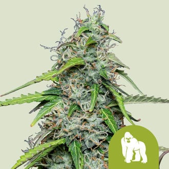 Royal Gorilla Automatic (Royal Queen Seeds) Feminizada