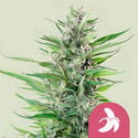 Fat Banana (Royal Queen Seeds) Feminizada