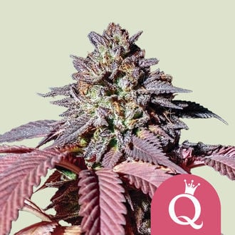 Purple Queen (Royal Queen Seeds) Feminizada