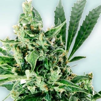 Atlant CBD (VIP Seeds) feminized