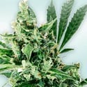 Atlant CBD (VIP Seeds) Feminizada