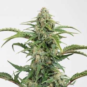 Dinamed CBD Autofloreciente (Dinafem) Feminizada