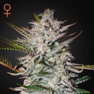 Holy Punch (Greenhouse Seeds) Feminizada