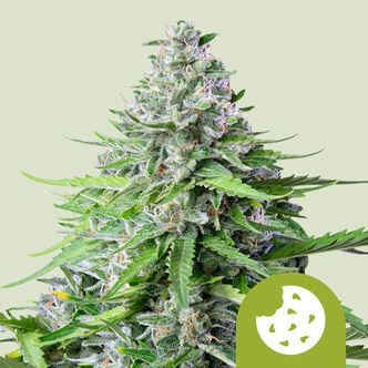 Royal Cookies Automatic (Royal Queen Seeds) Feminizada
