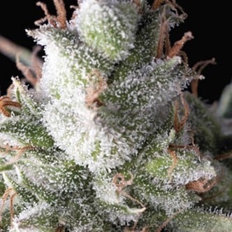 Ramses (Pyramid Seeds) feminizada