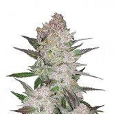 Cream Cookies (FastBuds) Feminizada