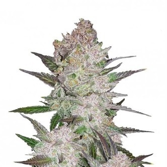 Cream Cookies Auto (FastBuds) Feminizada