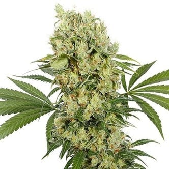 Buddha Medikit (Buddha Seeds) Feminizada