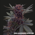 Babushka Black Auto (Kalashnikov Seeds) Feminizada