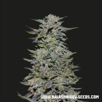 Boy Scout Cookies (Kalashnikov Seeds) Feminizada