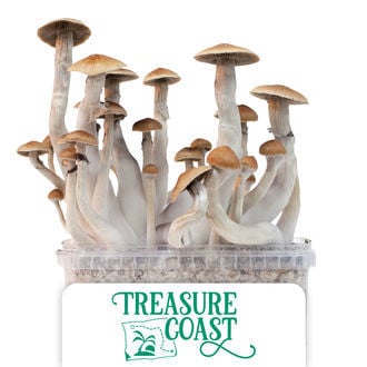 Kit de Cultivo Zamnesia 'Treasure Coast'