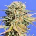 Bruce Banner 3 (Original Sensible Seeds) feminized