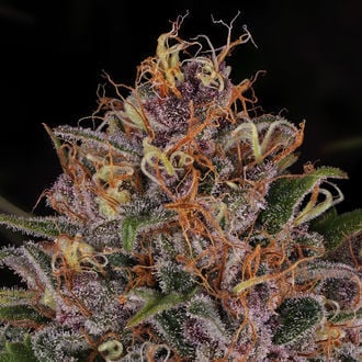 Kalini Asia (Zamnesia Seeds) Feminizada