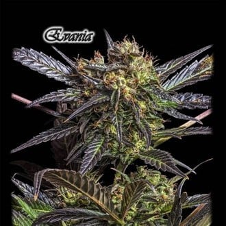 Evania (GeneSeeds) Feminizada