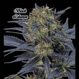 Black Lebanon (GeneSeeds) Feminizada