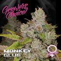 Monkey Glue (Growers Choice) Feminizada