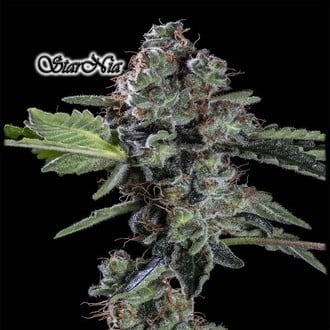 StarNia (GeneSeeds) Feminizada