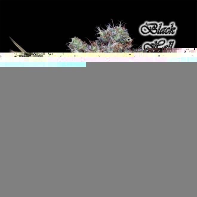 Black Hell Feminizada Geneseeds Zamnesia