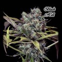 Black Hell (GeneSeeds) Feminizada