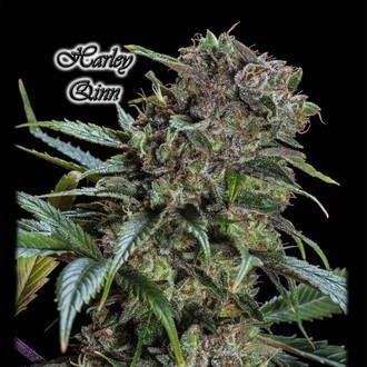 Harley Qinn (GeneSeeds) Feminizada