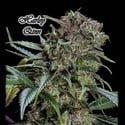 Harley Qinn (GeneSeeds) Feminizada