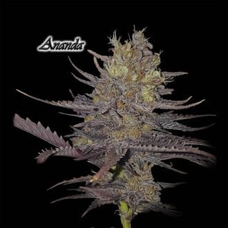 Ananda (GeneSeeds) Feminizada