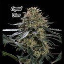 Crystal Tears (GeneSeeds) Feminizada