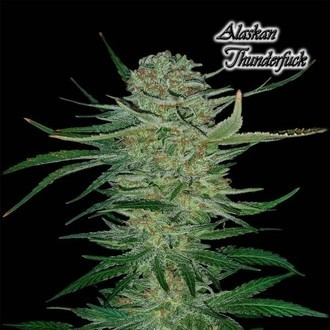 Alaskan Thunderfuck (GeneSeeds) Feminizada