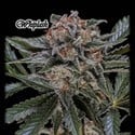 Whiplash (GeneSeeds) Feminizada