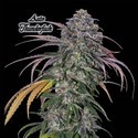 Auto Thunderfuck (GeneSeeds) Feminizada