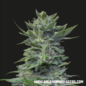 Lavanda Cream (Kalashnikov Seeds) feminized